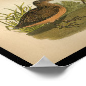 1890 Bird Print American Woodcock (Hoek)