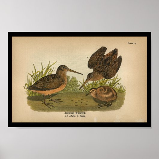 1890 Bird Print American Woodcock (Voorkant)