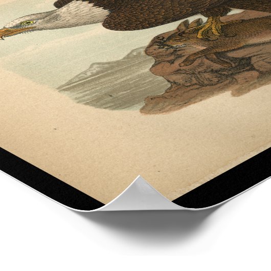 1890 Bird Print Bald Eagle (Hoek)