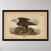 1890 Bird Print Bald Eagle (Voorkant)