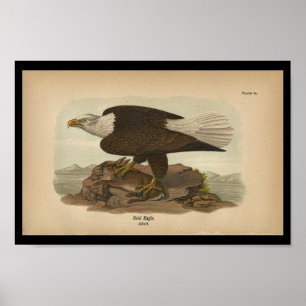 1890 Bird Print Bald Eagle