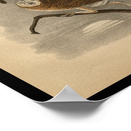 1890 Bird Print Barn Owls (Hoek)