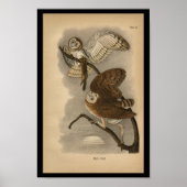 1890 Bird Print Barn Owls (Voorkant)