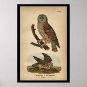 1890 Bird Print Barred Owl (Voorkant)