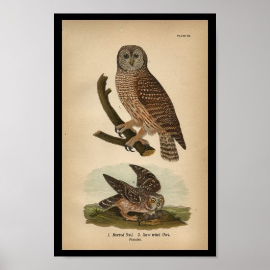 1890 Bird Print Barred Owl (Voorkant)