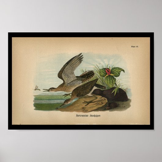 1890 Bird Print Bartramian Sandpiper (Voorkant)