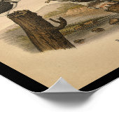 1890 Bird Print Belted Kingfisher (Hoek)