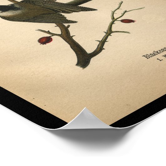 1890 Bird Print Blackcap Titmouse (Hoek)