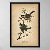 1890 Bird Print Blackcap Titmouse (Voorkant)