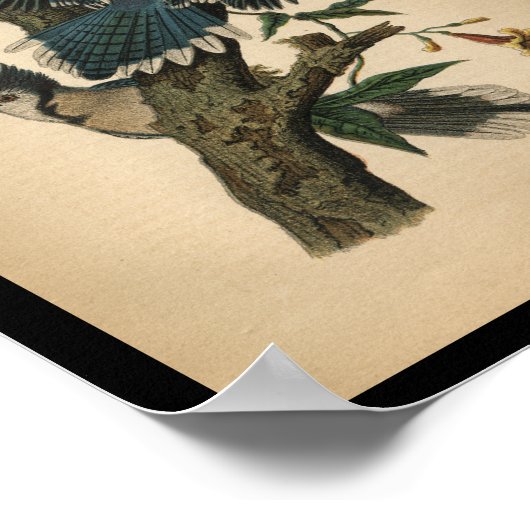 1890 Bird Print Blue Jay (Hoek)
