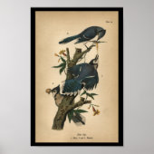 1890 Bird Print Blue Jay (Voorkant)