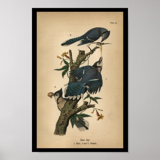 1890 Bird Print Blue Jay (Voorkant)