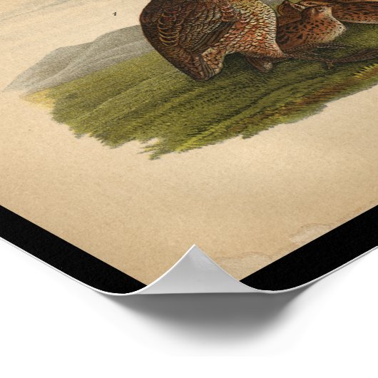 1890 Bird Print Bob-white Quail (Hoek)