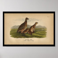 1890 Bird Print Bob-white Quail