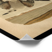 1890 Bird Print Bonaparte's Gull (Hoek)