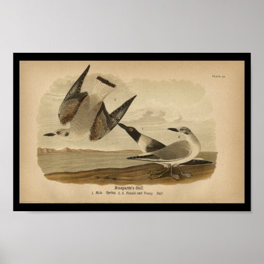 1890 Bird Print Bonaparte's Gull (Voorkant)