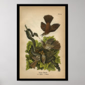  1890 Bird Print Brown Thrush (Voorkant)
