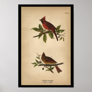 1890 Bird Print Cardinaal Grosbeak