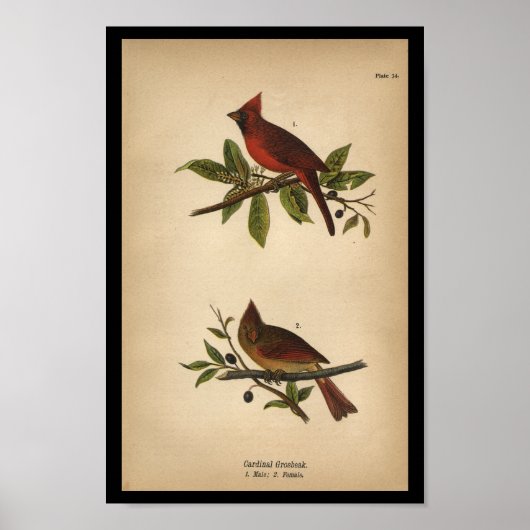 1890 Bird Print Cardinaal Grosbeak (Voorkant)