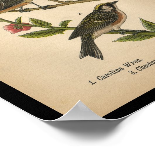 1890 Bird Print Carolina Wren (Hoek)