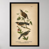 1890 Bird Print Carolina Wren (Voorkant)