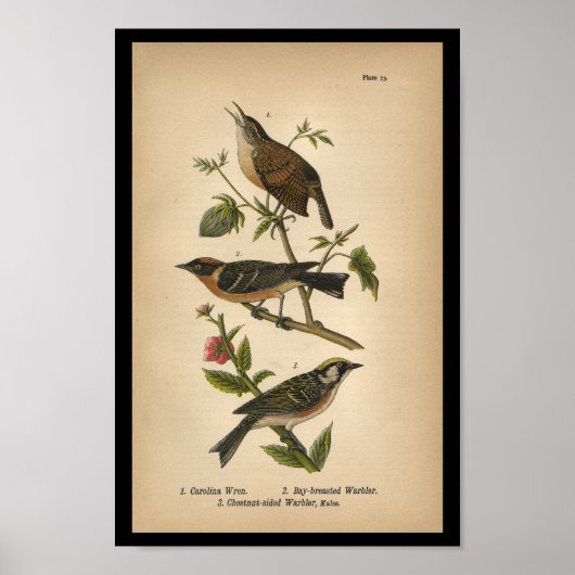 1890 Bird Print Carolina Wren (Voorkant)