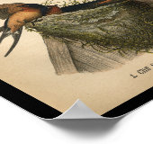 1890 Bird Print Cliff en Barn Swallows (Hoek)