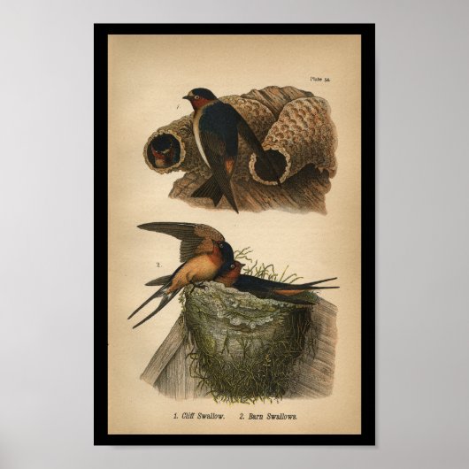 1890 Bird Print Cliff en Barn Swallows (Voorkant)