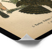 1890 Bird Print Cooper's Hawk (Hoek)