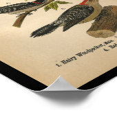 1890 Bird Print Downy Woodpecker (Hoek)