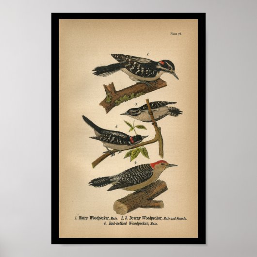 1890 Bird Print Downy Woodpecker (Voorkant)