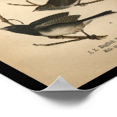 1890 Bird Print English Sparrow (Hoek)