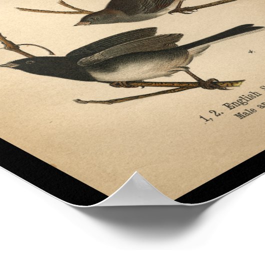 1890 Bird Print English Sparrow (Hoek)