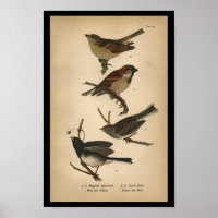 1890 Bird Print English Sparrow