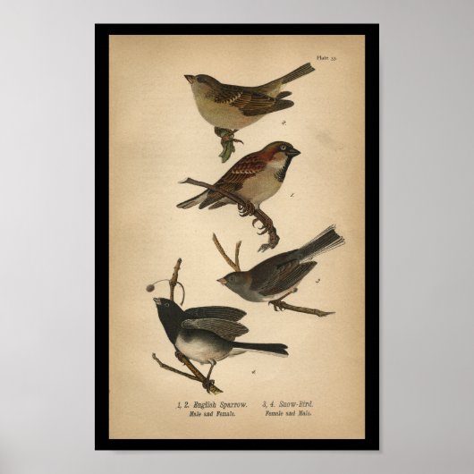1890 Bird Print English Sparrow (Voorkant)