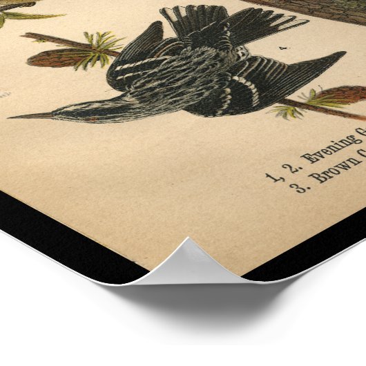 1890 Bird Print Evening Grosbeak (Hoek)