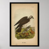 1890 Bird Print Fish Hawk (Voorkant)
