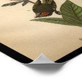 1890 Bird Print Golden-crested Kinglet (Hoek)