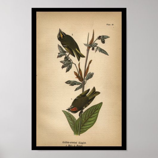 1890 Bird Print Golden-crested Kinglet (Voorkant)
