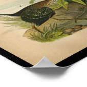 1890 Bird Print Green Heron (Hoek)