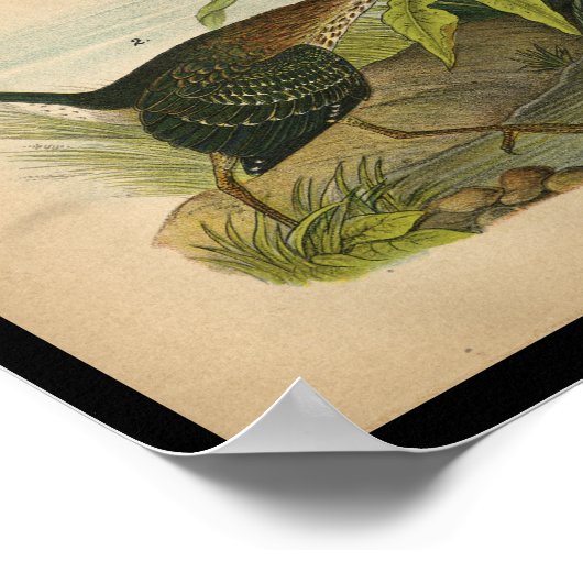 1890 Bird Print Green Heron (Hoek)