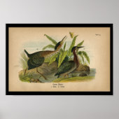 1890 Bird Print Green Heron (Voorkant)