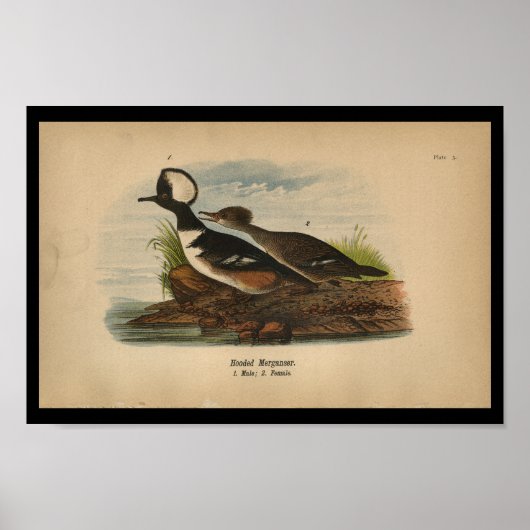 1890 Bird Print Hooded Merganser (Voorkant)