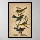 1890 Bird Print Hooded Warbler (Voorkant)