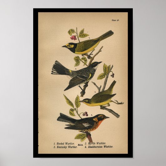1890 Bird Print Hooded Warbler (Voorkant)