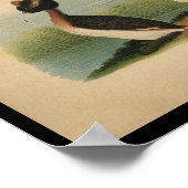 1890 Bird Print Horned Grebe (Hoek)