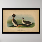 1890 Bird Print Horned Grebe (Voorkant)