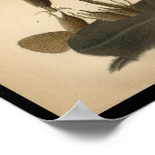 1890 Bird Print House Wren (Hoek)