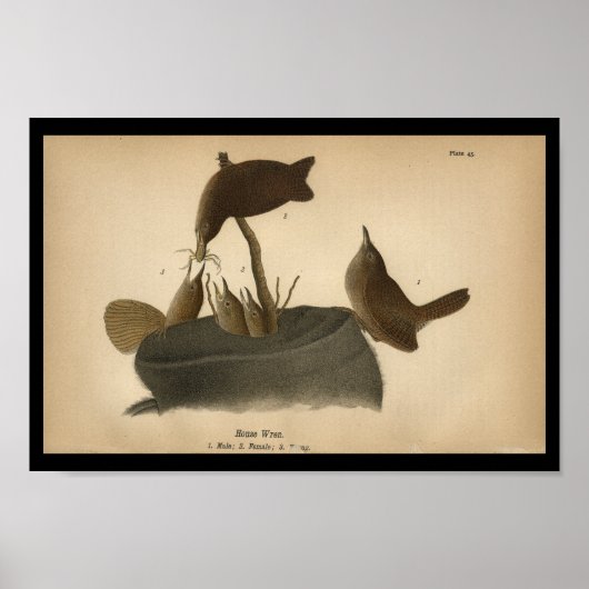 1890 Bird Print House Wren (Voorkant)