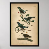 1890 Bird Print Indigo Bunting (Voorkant)